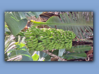 La Palma 2025 (98).jpg